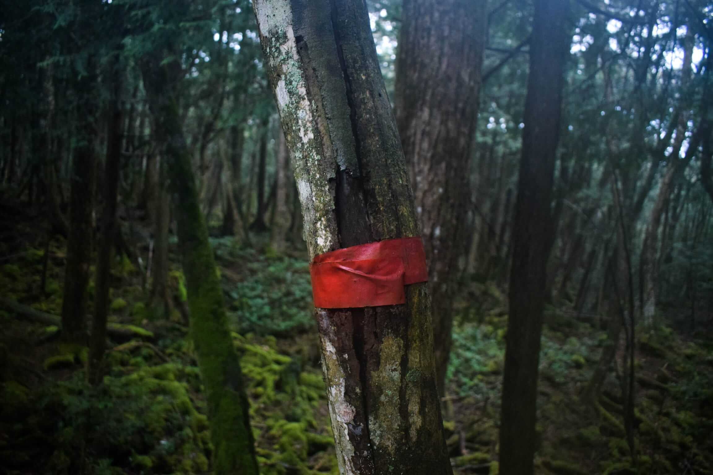 Aokigahara Forest