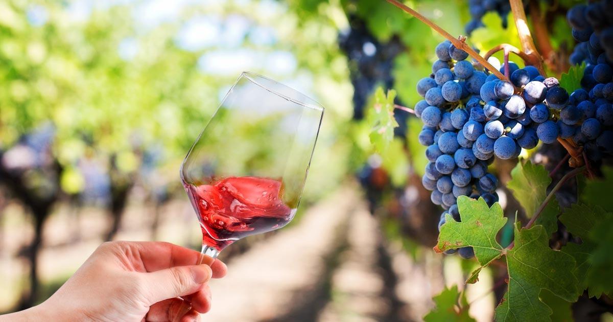 stellenbosch-wineries