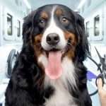 mobile-dog-grooming-business