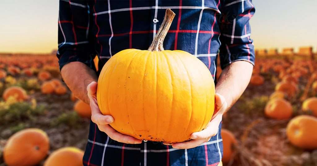 discover-the-best-pumpkin-patches