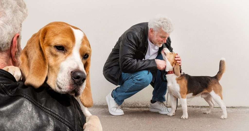 adopting-an-older-dog-