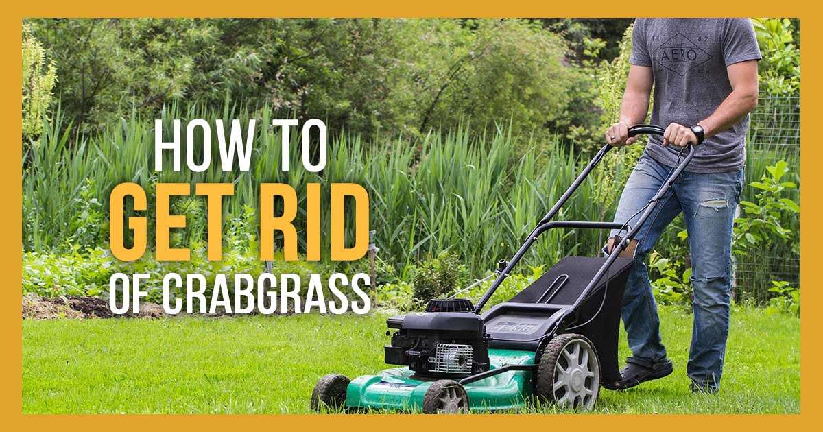 how to get rid of crabgrass