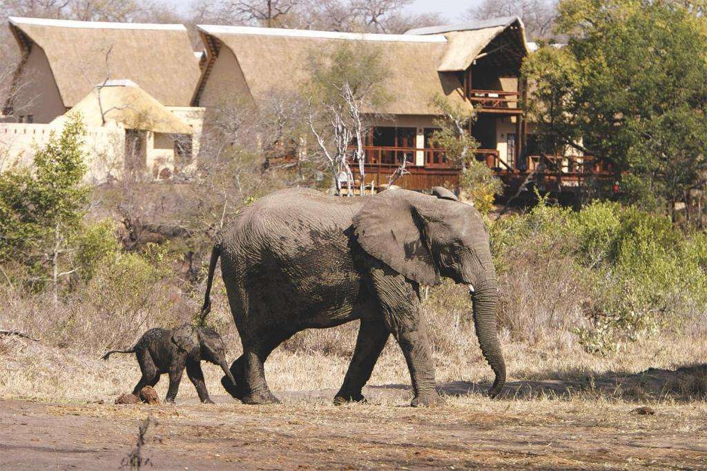 Elephant Plains Game Sanctuary