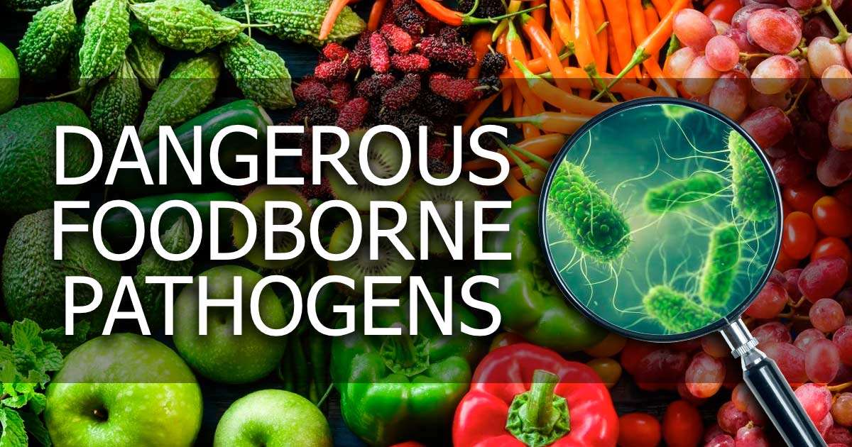 big 6 foodborne pathogens