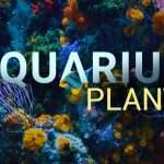 live-aquarium-plants
