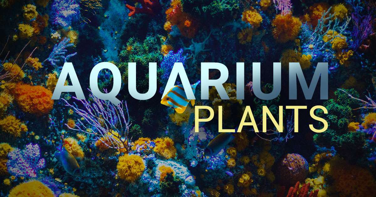 live-aquarium-plants