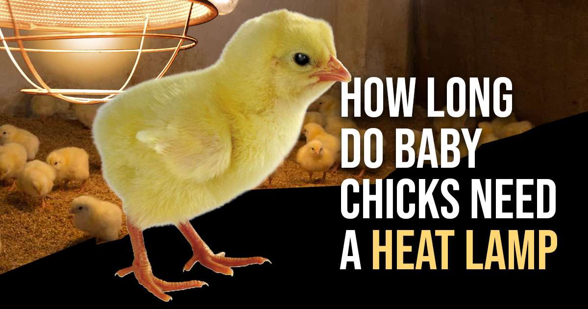 when to remove heat lamp from chicks