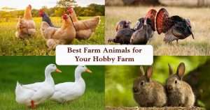 hobby-farm-animals