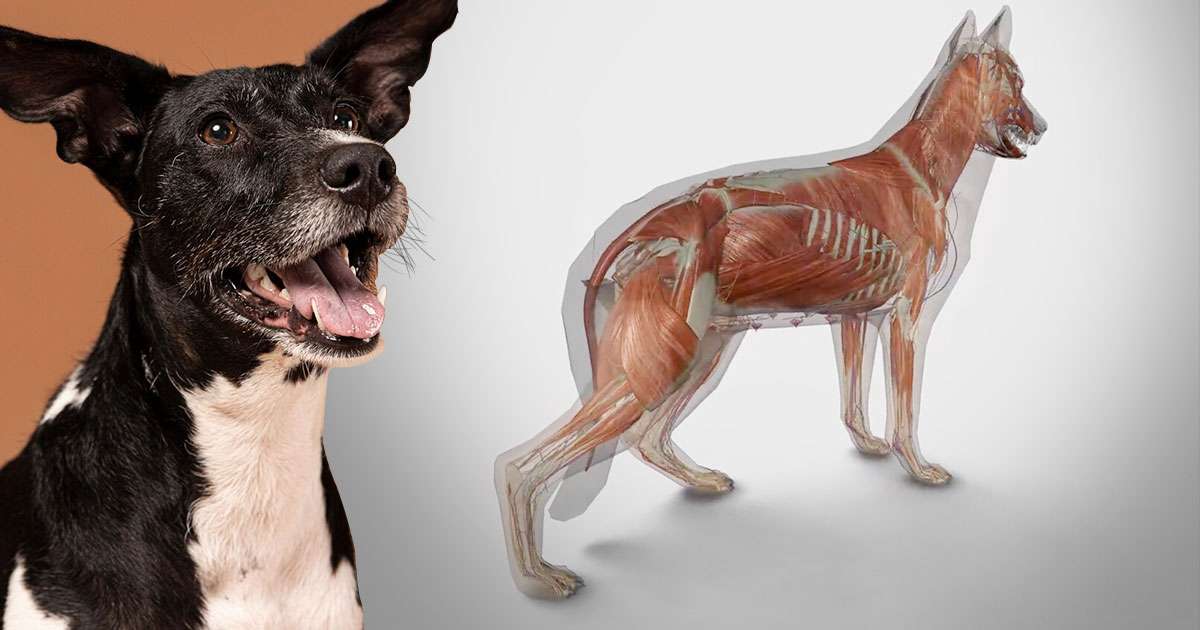 muscle wasting in dogs