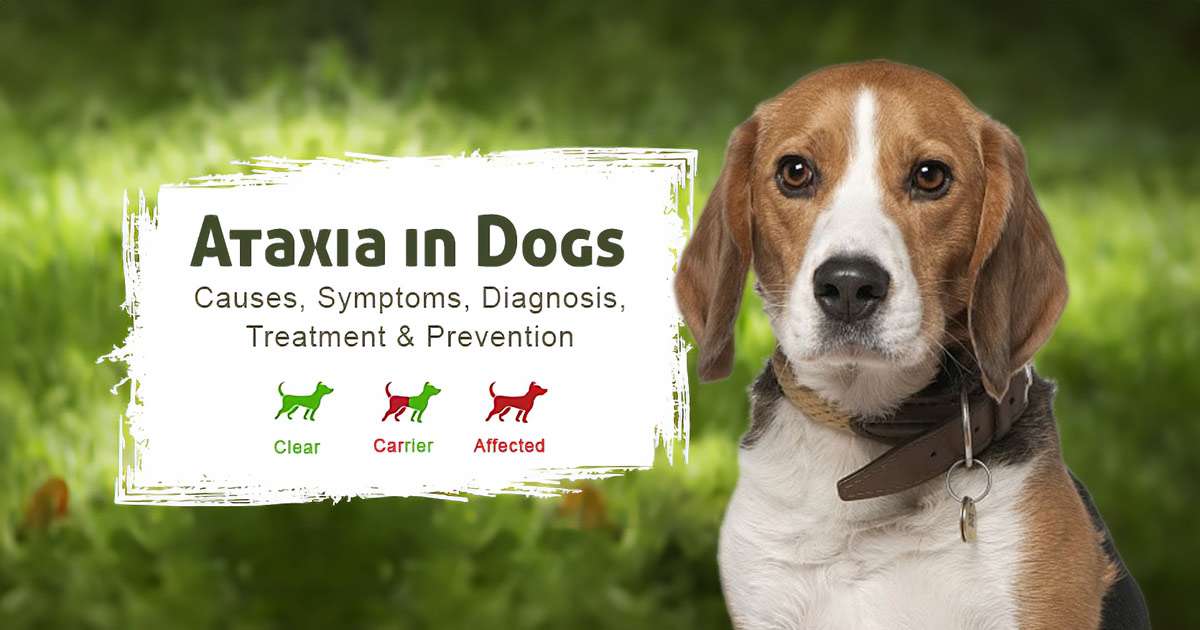 ataxia-in-dogs